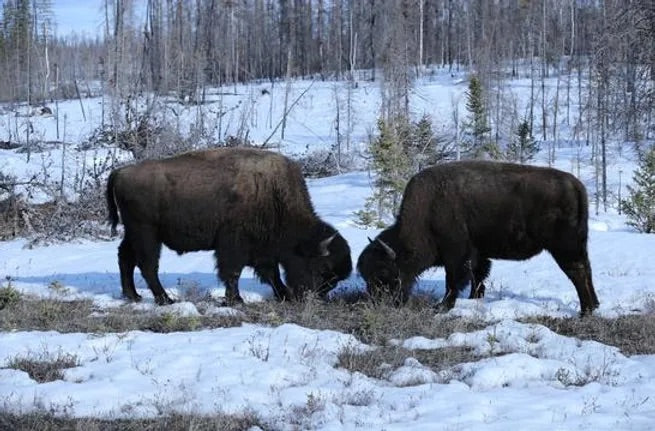 BISON/BUFFALO VIEWING TOURS (6.5 hours)